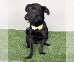 Small Photo #2 Mutt Puppy For Sale in San Diego, CA, USA