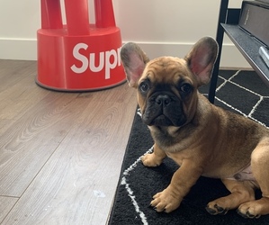 French Bulldog Puppy for sale in DANA POINT, CA, USA