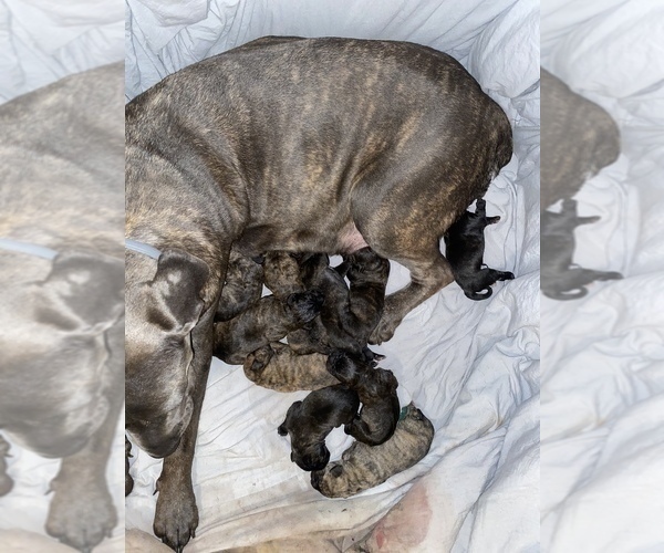 Medium Photo #2 Cane Corso Puppy For Sale in CLEVELAND HEIGHTS, OH, USA