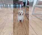 Small Photo #22 Golden Retriever Puppy For Sale in WASHINGTON, DC, USA