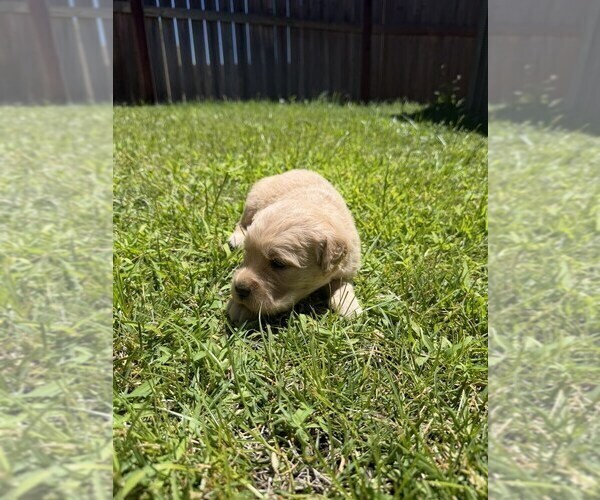 Medium Photo #6 Golden Retriever Puppy For Sale in SACRAMENTO, CA, USA