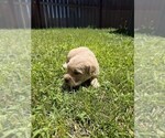 Small #5 Golden Retriever