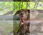 Small #6 Black Mouth Cur