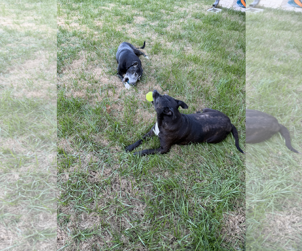 Medium Photo #4 Labrador Retriever-Unknown Mix Puppy For Sale in McKinney, TX, USA