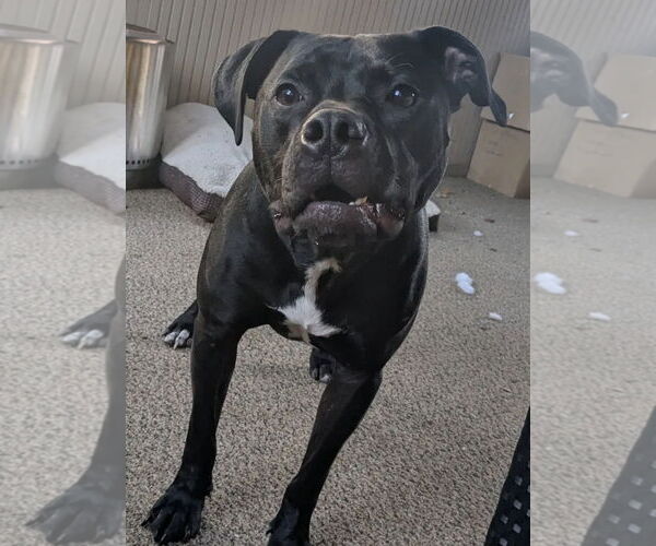 Medium Photo #11 American Pit Bull Terrier-Unknown Mix Puppy For Sale in Germantown, OH, USA