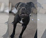 Small #10 American Pit Bull Terrier Mix