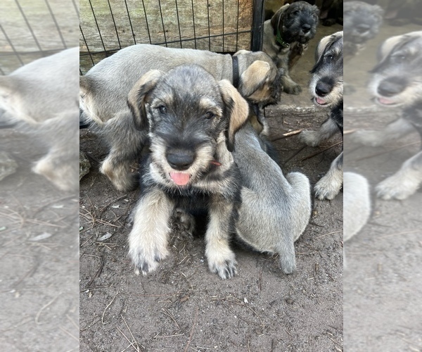 Medium Photo #1 Schnauzer (Giant) Puppy For Sale in SAINT CLOUD, FL, USA