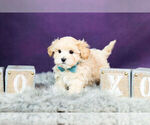 Small #6 Maltipoo