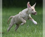 Small #7 Labrador Retriever