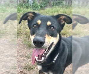 Australian Kelpie-Unknown Mix Dogs for adoption in Webster, WI, USA