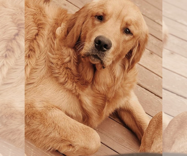 Medium Photo #1 Golden Retriever Puppy For Sale in SACRAMENTO, CA, USA