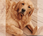 Small Photo #1 Golden Retriever Puppy For Sale in SACRAMENTO, CA, USA