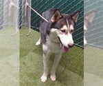 Small Siberian Husky