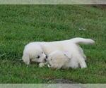 Small Photo #2 English Cream Golden Retriever Puppy For Sale in MILLVILLE, MA, USA