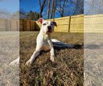 Small Photo #7 American Pit Bull Terrier-Unknown Mix Puppy For Sale in Columbus, IN, USA