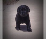Small #6 Labrador Retriever