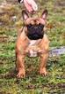 Small Photo #1 French Bulldog Puppy For Sale in MESA, AZ, USA