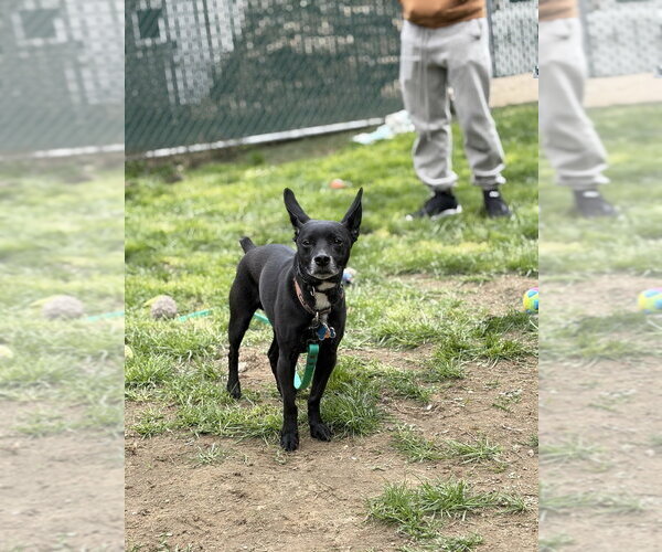 Medium Photo #3 Chihuahua-Unknown Mix Puppy For Sale in Brewster, NY, USA