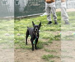 Small #2 Chihuahua Mix