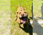 Small #2 Mutt