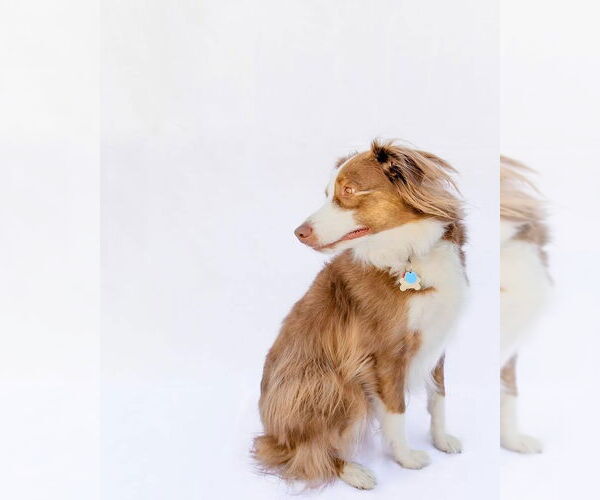 Medium Photo #7 Australian Shepherd-Unknown Mix Puppy For Sale in Salt Lake City, UT, USA