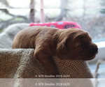 Small Photo #4 Goldendoodle Puppy For Sale in DENISON, TX, USA