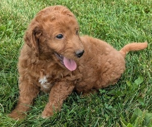 Irish Doodle-Poodle (Miniature) Mix Puppy for sale in GOSHEN, IN, USA