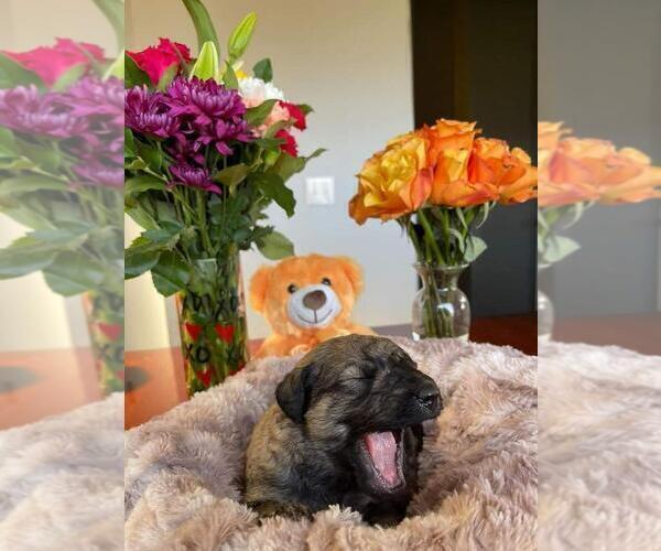 Medium Photo #2 Mastiff-Poodle (Standard) Mix Puppy For Sale in GALT, CA, USA