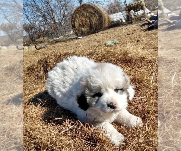 Medium Photo #7 Great Pyrenees Puppy For Sale in AGRA, OK, USA