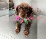 Small Poodle (Miniature) Mix