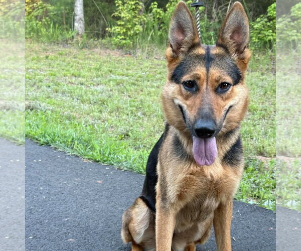 Medium Photo #2 German Shepherd Dog Puppy For Sale in Spring Lake, NC, USA
