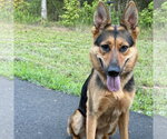 Small #1 German Shepherd Dog