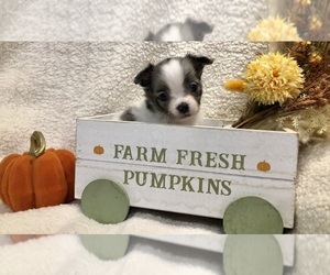 Chihuahua Puppy for sale in SHERMAN, TX, USA