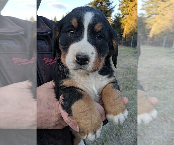 Medium Photo #1 Bernese Mountain Dog Puppy For Sale in BONNERS FERRY, ID, USA
