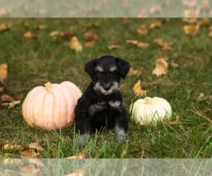 Schnauzer (Miniature) Puppy for sale in NAPPANEE, IN, USA