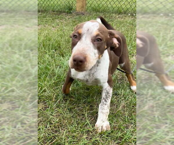 Medium Photo #3 Pointer-Unknown Mix Puppy For Sale in Tarrytown, GA, USA