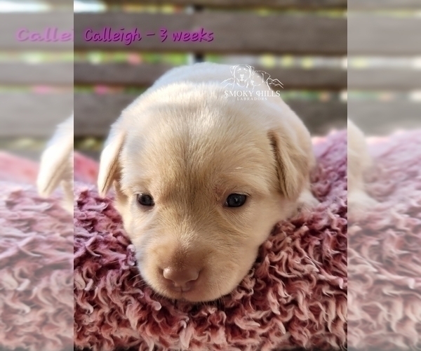 Medium Photo #31 Labrador Retriever Puppy For Sale in POCAHONTAS, IL, USA