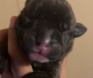 American Bully-American Pit Bull Terrier Mix Puppy for sale in LANSFORD, PA, USA