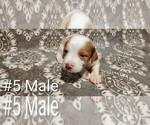 Small Photo #4 Brittany Puppy For Sale in DOWAGIAC, MI, USA