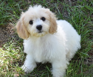 Medium Cavachon