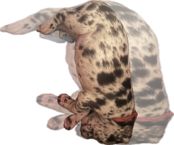 Medium Photo #2 Great Dane Puppy For Sale in WILLIS, TX, USA