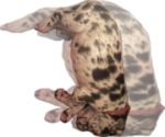 Small #1 Great Dane