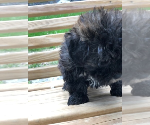 Medium Photo #8 Maltese-Poodle (Toy) Mix Puppy For Sale in SPENCER, TN, USA