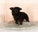 Small Photo #11 YorkiePoo Puppy For Sale in NAPPANEE, IN, USA