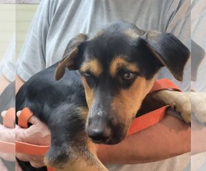 German Shepherd Dog-Unknown Mix Dogs for adoption in Harrison, AR, USA