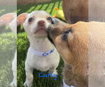 Small #2 Chihuahua Mix