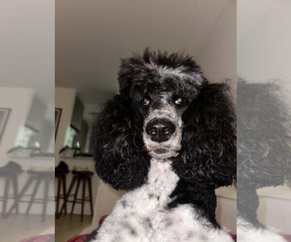 Medium Photo #9 Poodle (Standard) Puppy For Sale in Pacolet, SC, USA
