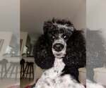 Small #8 Poodle (Standard)