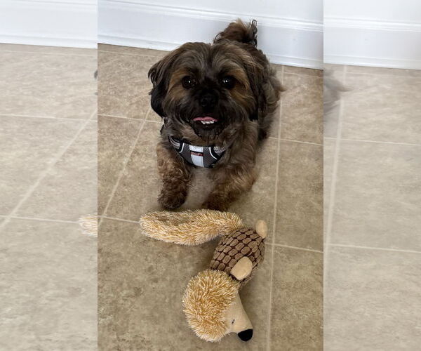 Medium Photo #5 Shih Tzu-Unknown Mix Puppy For Sale in Greensboro, NC, USA