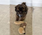 Small #4 Shih Tzu Mix